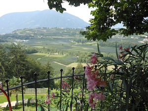 BLICK AUF DIE WEINBERGE BEI MERAN