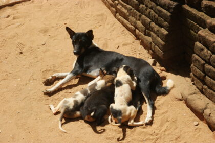 Hundehotels (c) Götz A. Primke
